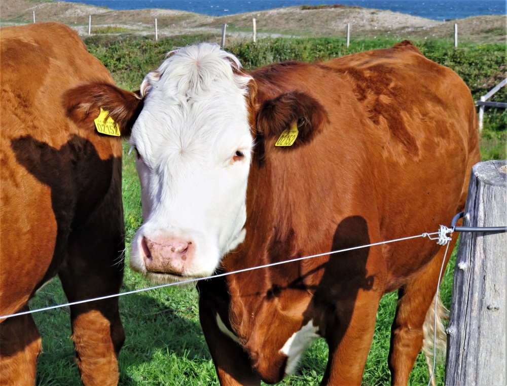 electric fence cattle and dogs