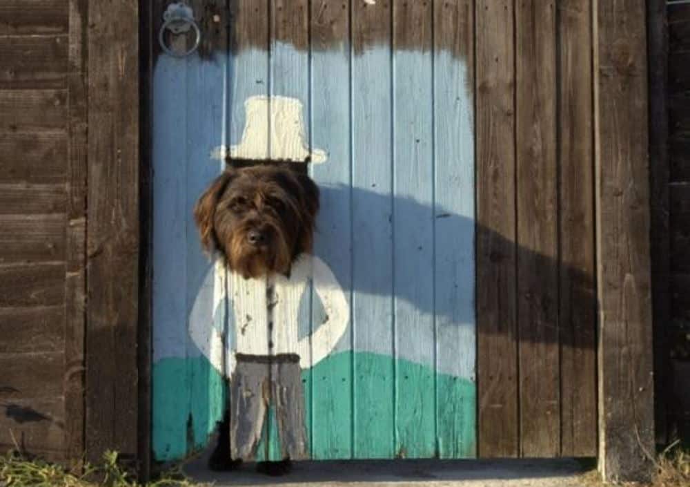 dog fence